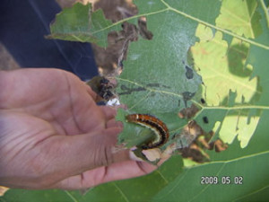 090502 Caterpillar attacking teaks leafs