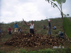 090510 HArvesting cassava at Bumisari village
