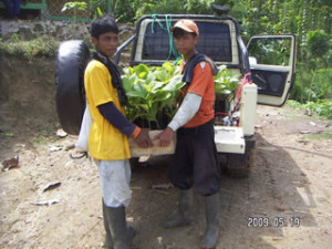 090519 Teaks for re-planting