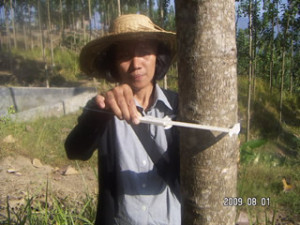 090801 Dewi measuring teak diameter 12.6 cm at 2.5 year old