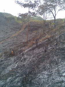090815 Mahagony 113 trees burning by fire