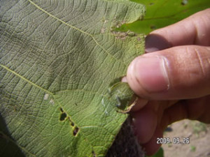 090926 Small caterpillar on teaks leaf