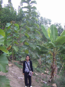 091003 Teak planted on 14 Pebruary 2009, test plot with green NPK