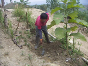 091011 Dede M pouring green NPK to Teak in front of house-1(test plot)