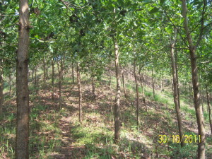 111030_Akasia_trees_at_hill